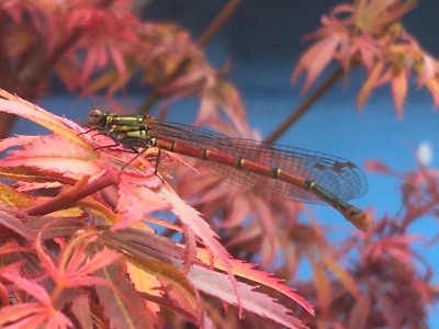 20.05 dragonfly in garden
